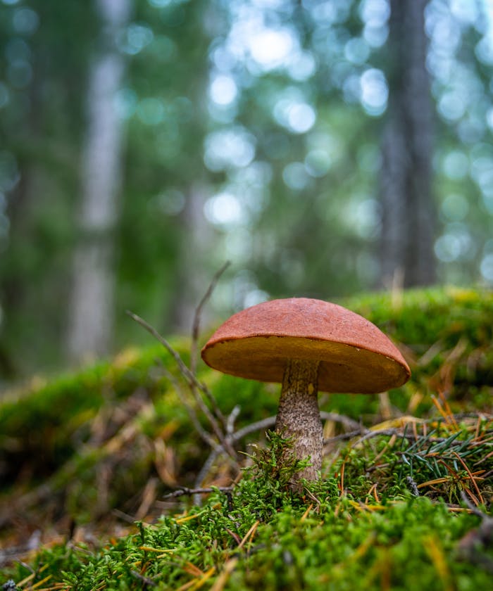 Close-up of a forest mushroom on a mossy floor showcasing nature's vibrant detail.