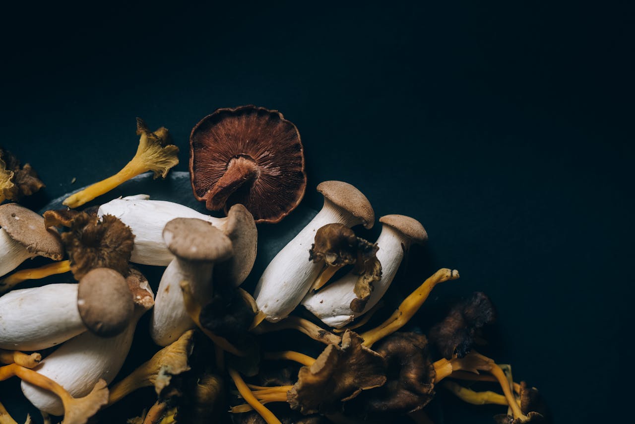heros-img A close-up of assorted wild mushrooms on a dark background, showcasing natural textures and colors.