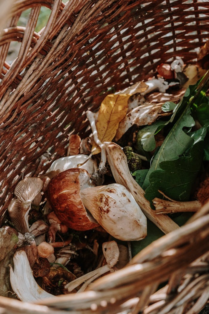 services-03 Close-up of various wild mushrooms in a woven basket, showcasing nature's bounty.